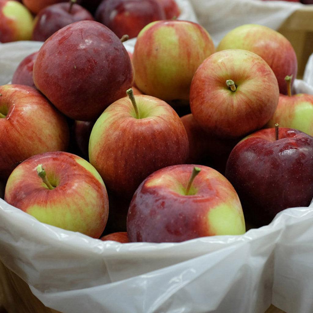 Empire Apple Dwarf Tree