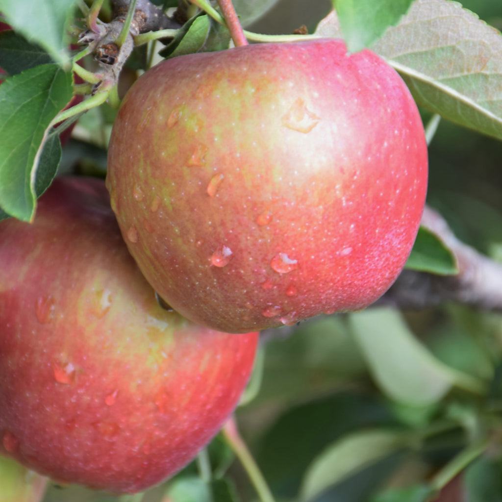Red Delicious Apple Semi-Dwarf Tree