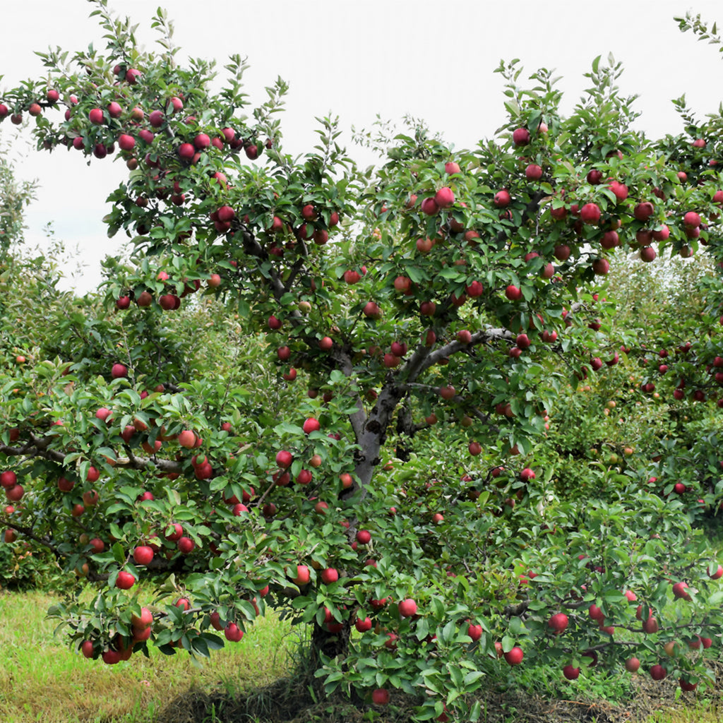 Red Delicious Apple Semi-Dwarf Tree