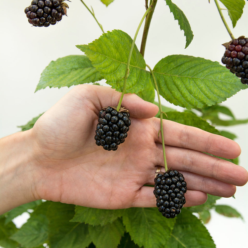 Blackberry - Baby Cakes - Bushel and Berry