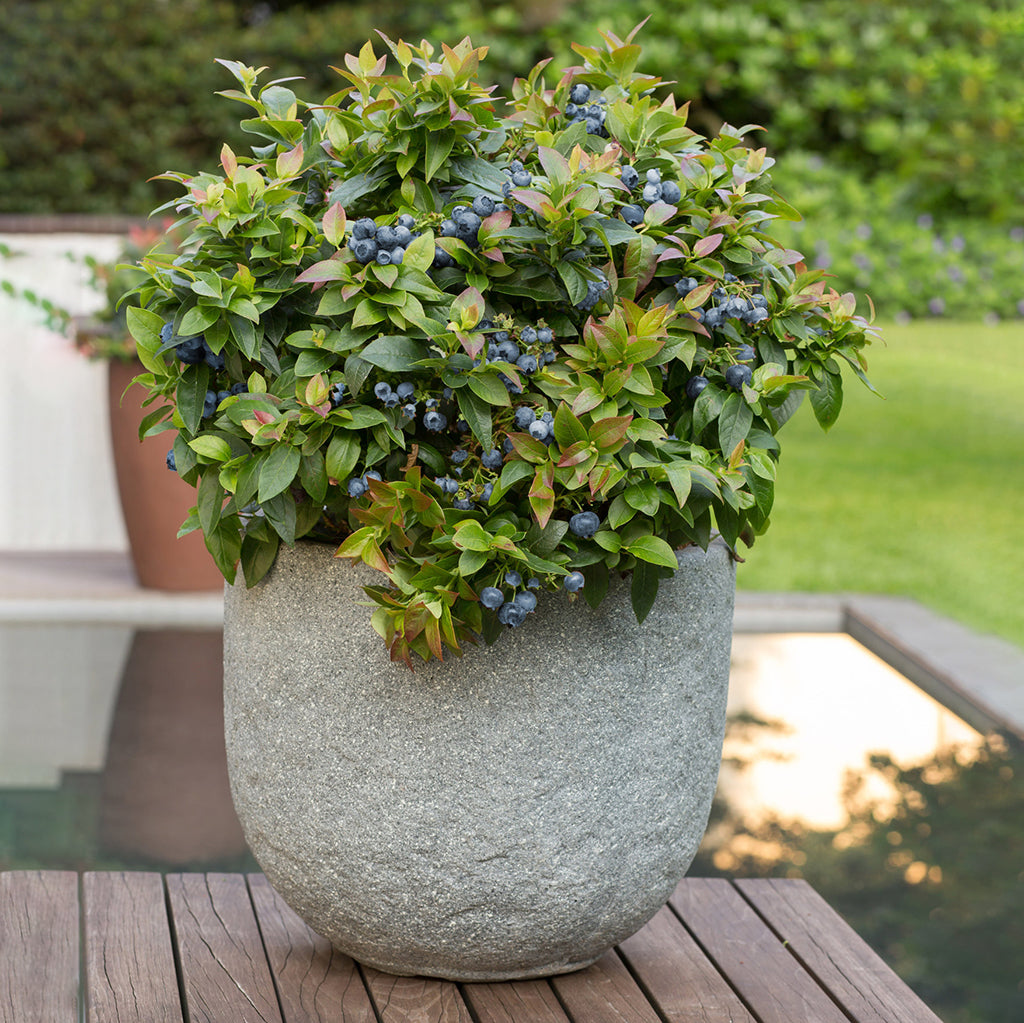 Blueberry - Jelly Bean - Bushel and Berry
