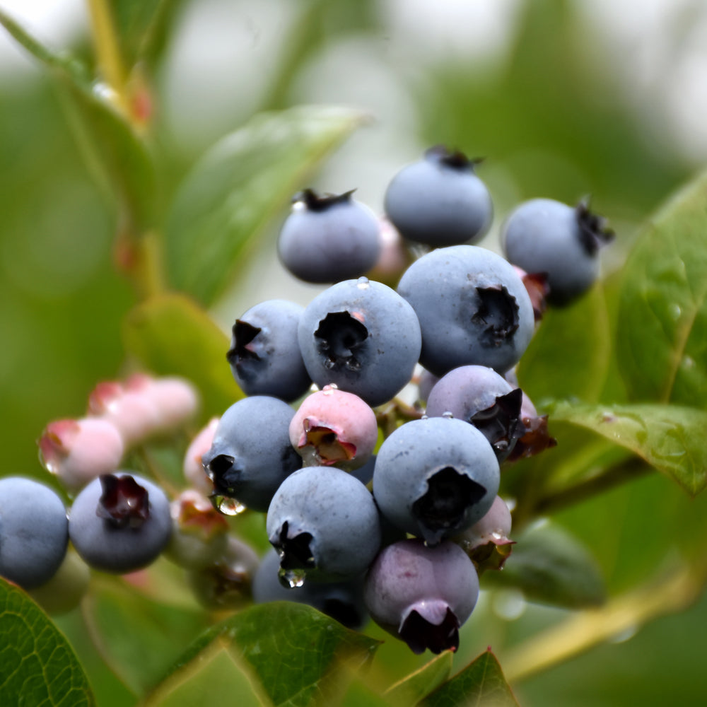 Patriot Highbush Blueberry # 1 Container