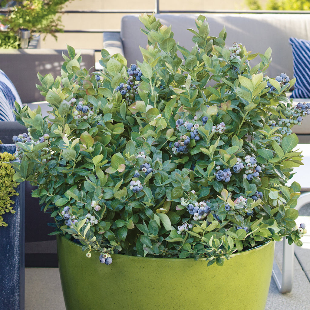 Blueberry - Peach Sorbet® Bushel and Berry®