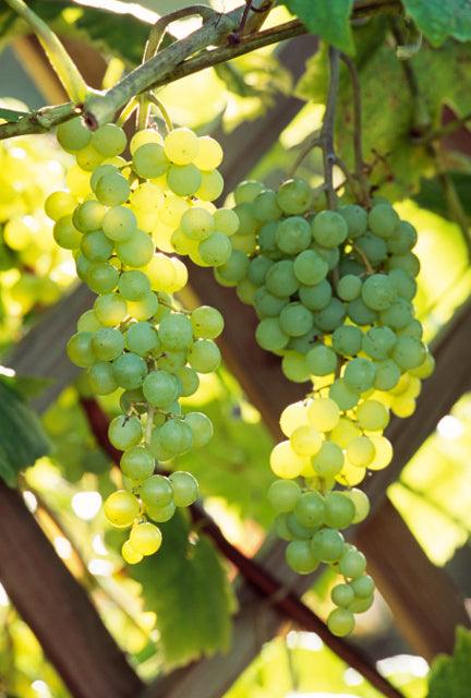 Grape - Himrod