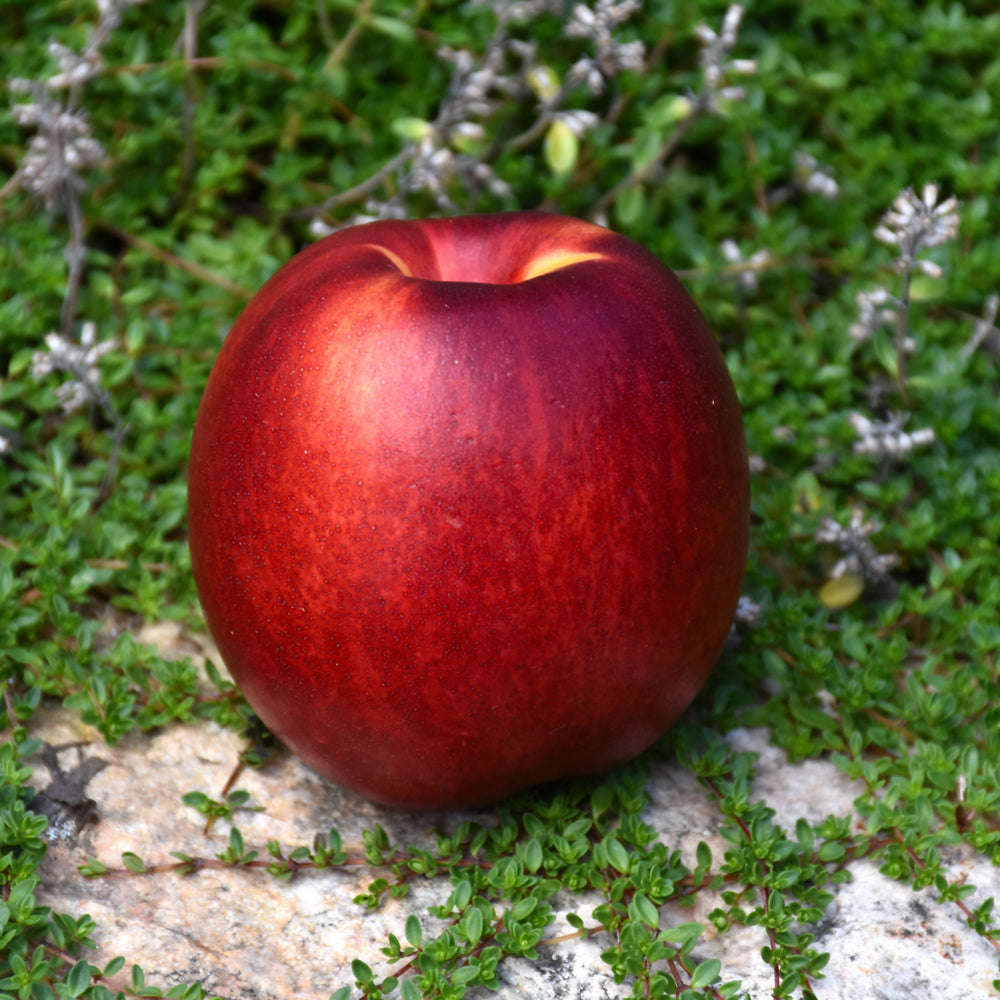 Fantasia Nectarine Dwarf Tree