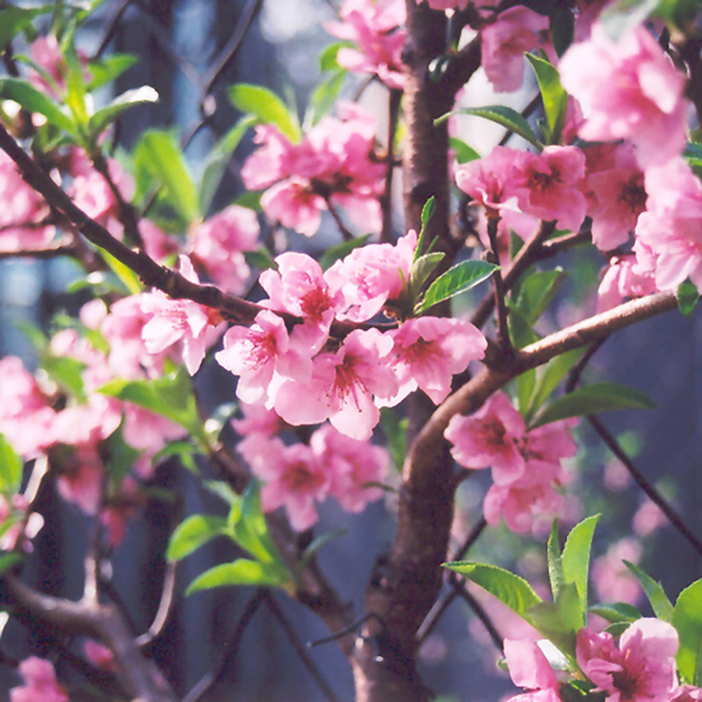 Fantasia Nectarine Dwarf Tree
