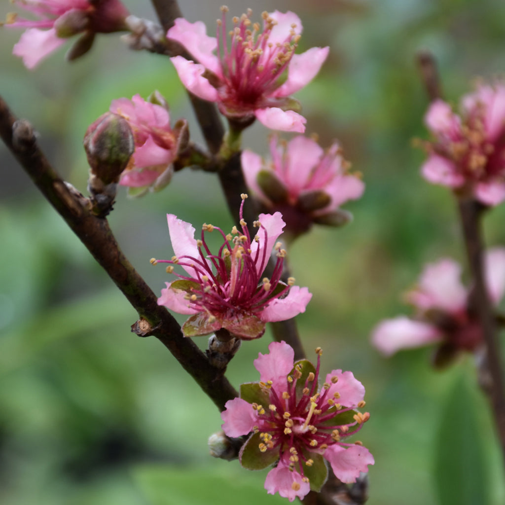 Hardy Red Nectarine Dwarf Tree