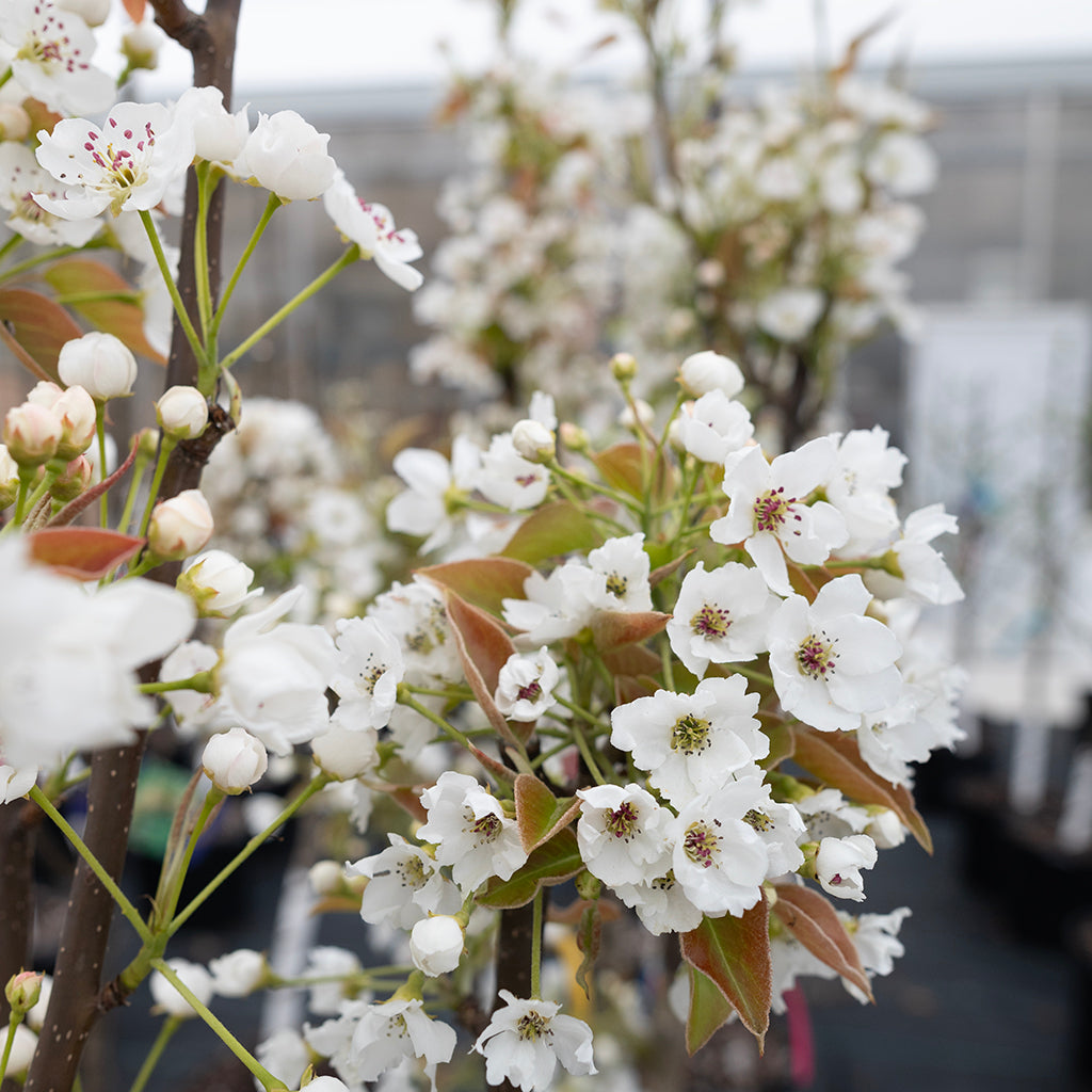 Oriental Pear 4-in-1 Tree