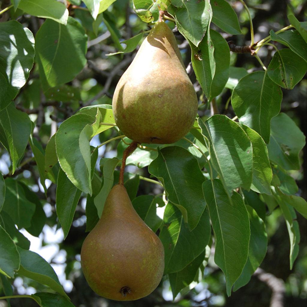 Red Clapp's Pear Dwarf Tree