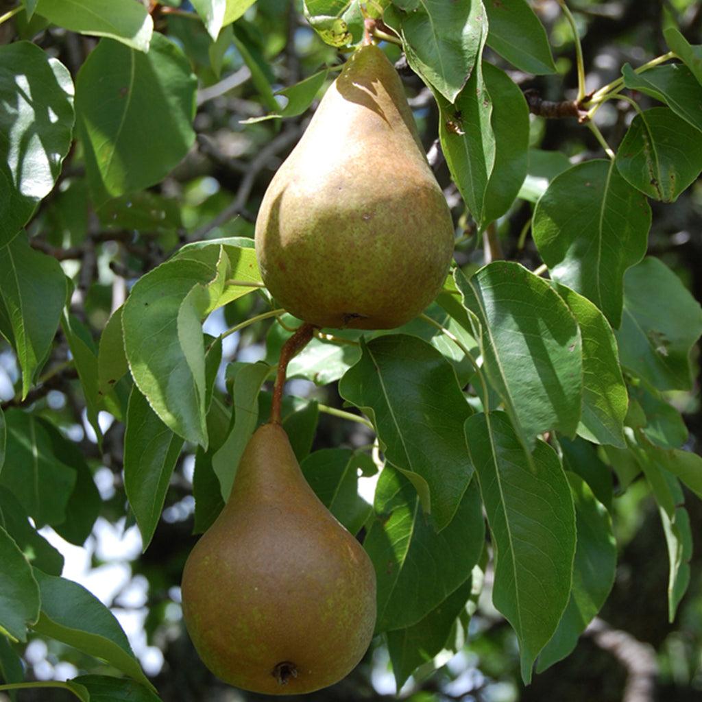 Red Clapp's Pear Semi-Dwarf Tree