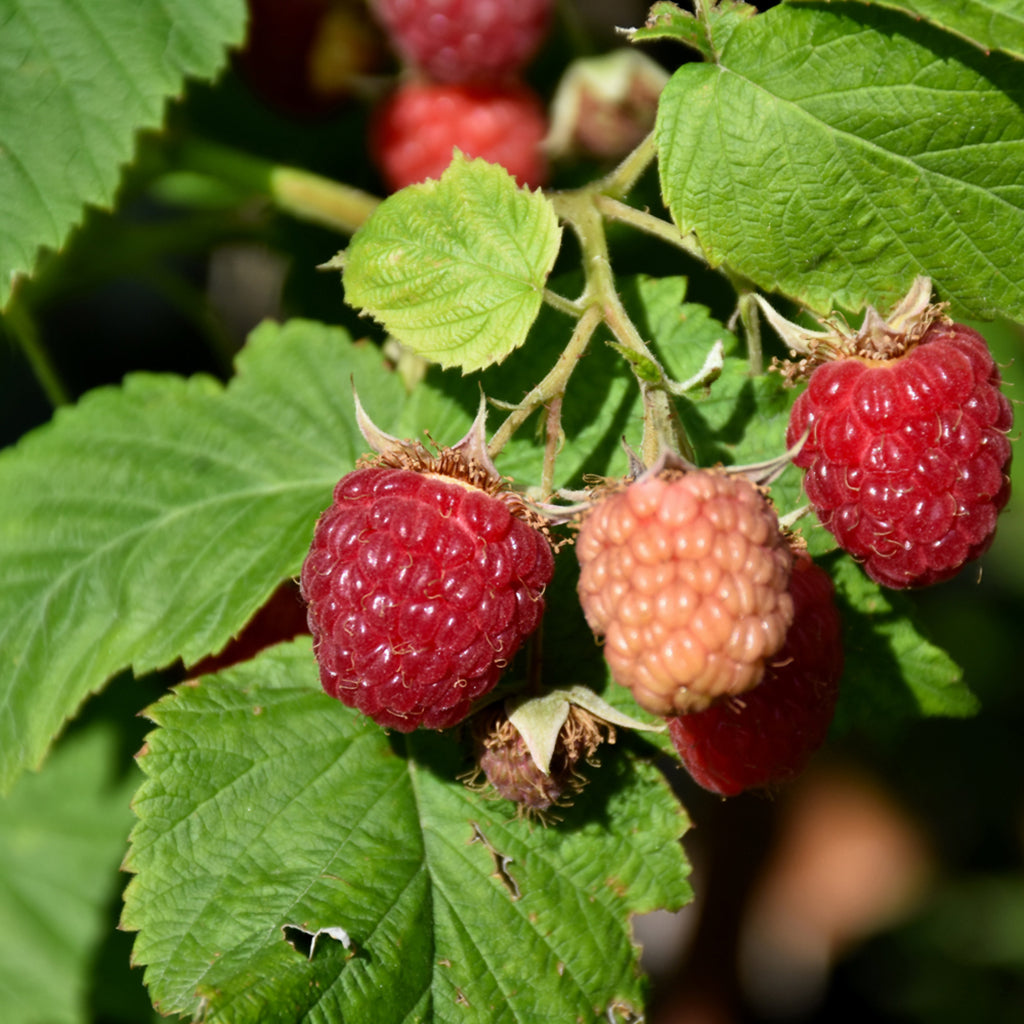 Raspberry - Latham - Sheridan Nurseries Online
