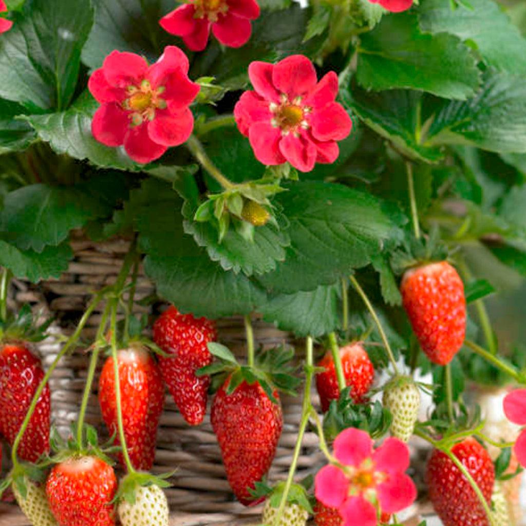 Introducing the Everbearing Strawberry &#39;Tristan,&#39; a delightful addition to your garden or container. This wonderful strawberry variety is known for its sweet and flavorful berries that will surely satisfy your taste buds. Not only does &#39;Tristan&#39; produce delicious fruit, but its hot pink blossoms also add to its ornamental charm, making it a beautiful and attractive plant in your outdoor space.