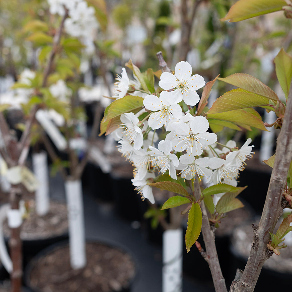 Lapin Sweet Cherry Dwarf Tree