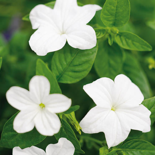 Proven Winners Endless™ Flirtation - Sheridan Nurseries