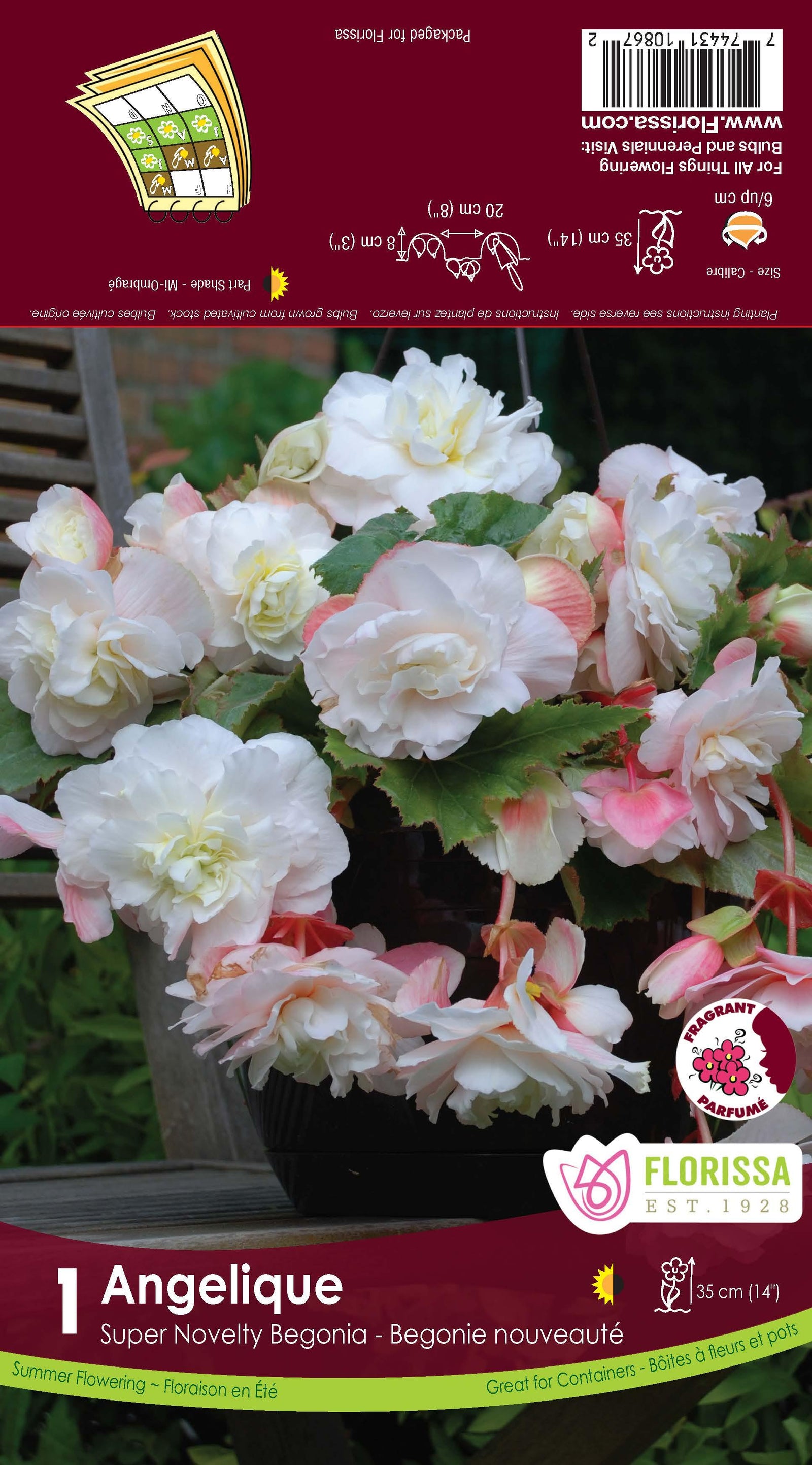 Begonia Bulb - Novelty Angelique Fragrant 1/Pkg