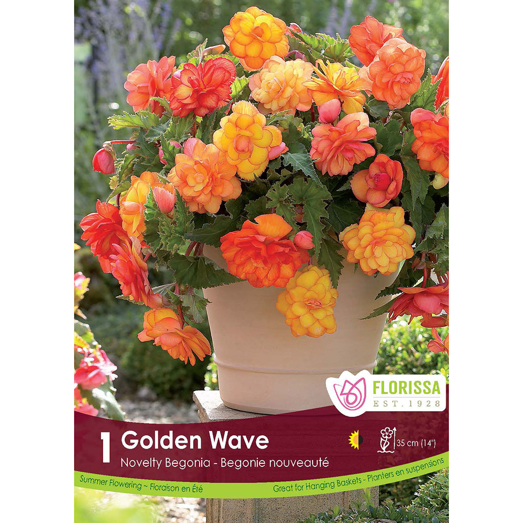 Begonia Bulb - Novelty Golden Wave 1/Pkg