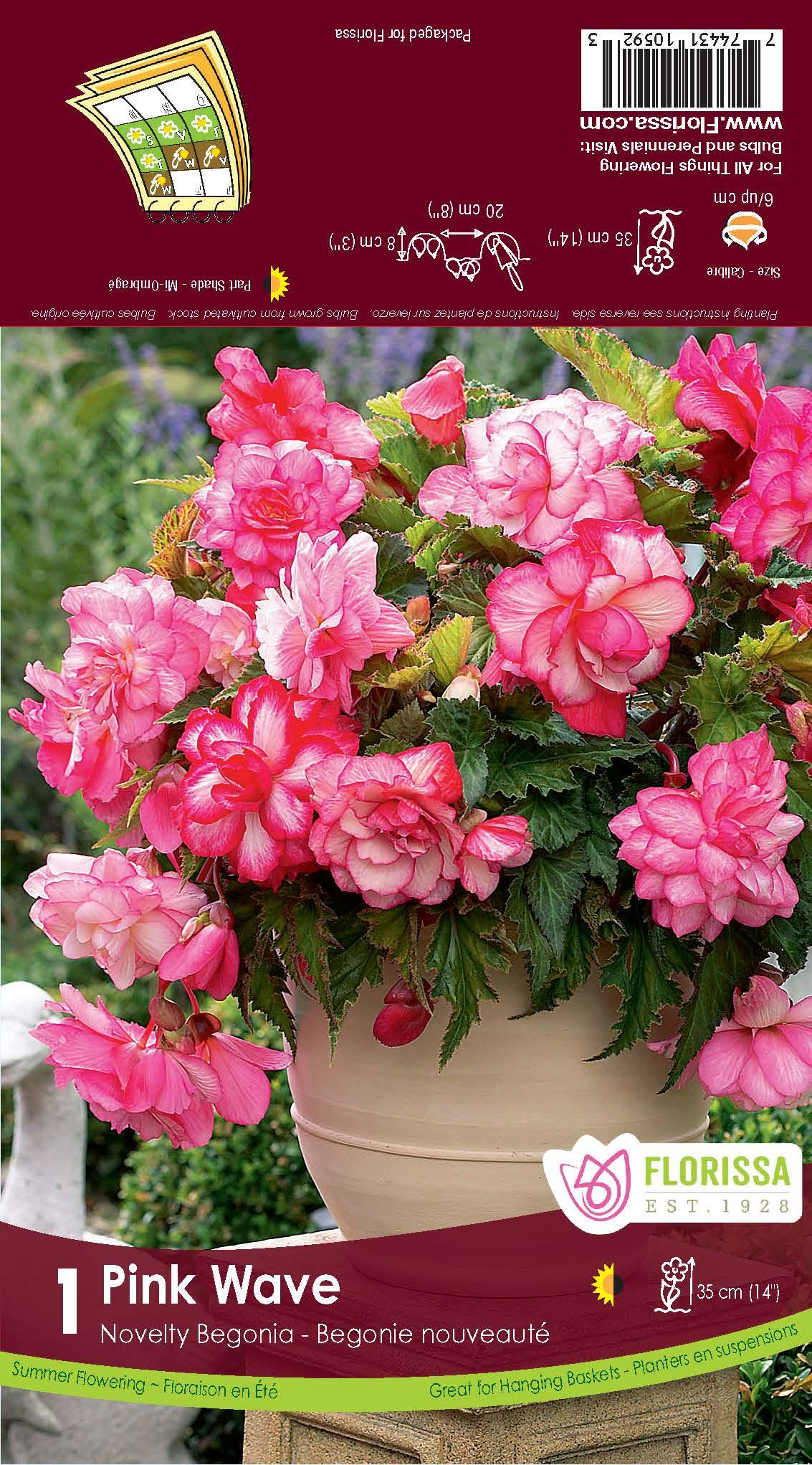 Begonia Bulb - Novelty Pink Wave 1/Pkg