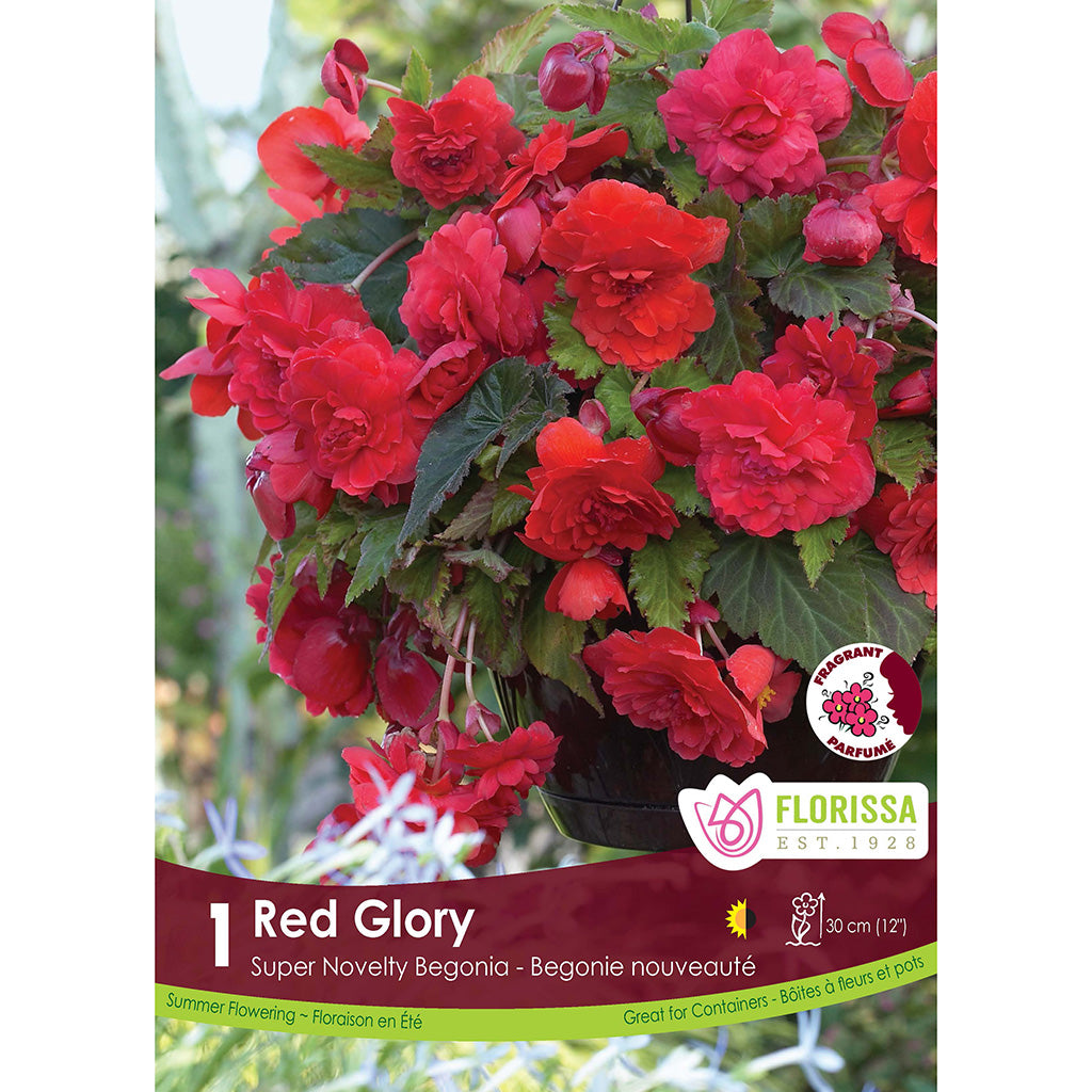 Begonia Bulb - Novelty Red Glory Fragrant 1/Pkg