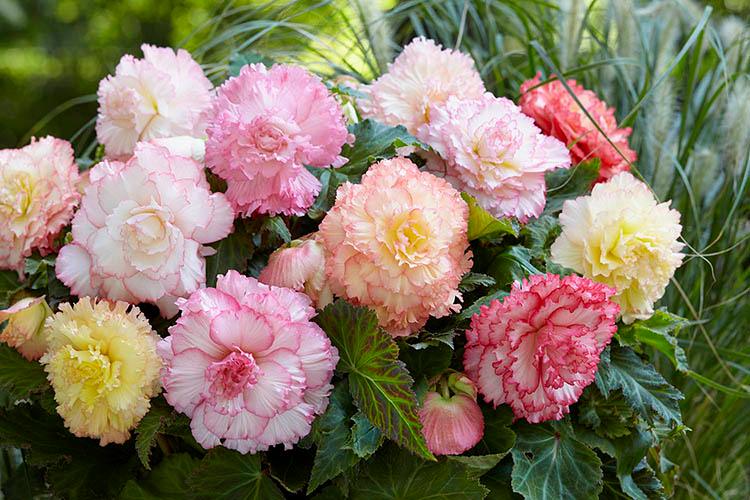 Begonia Bulb - Novelty Samba 1/Pkg