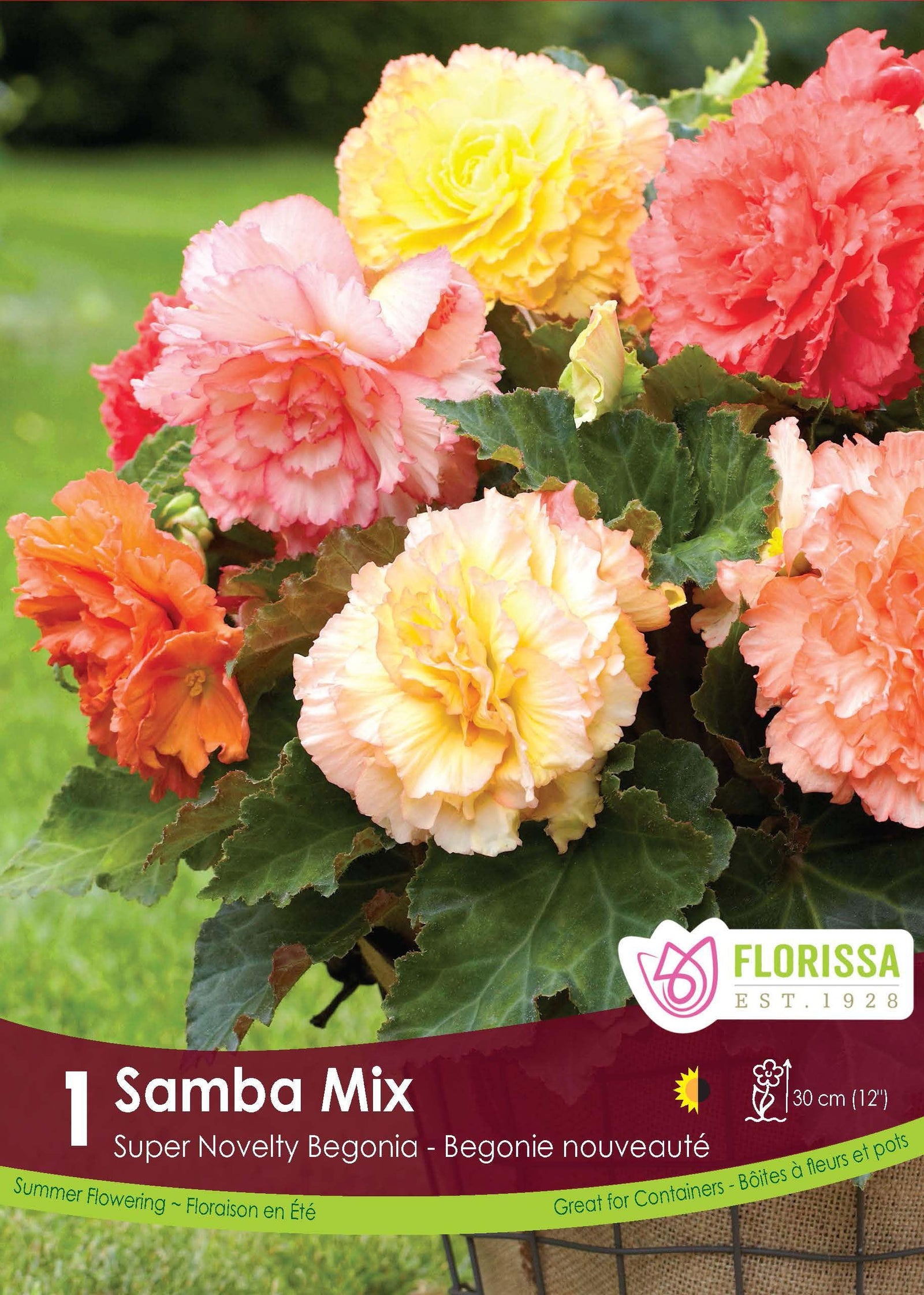 Begonia Bulb - Novelty Samba 1/Pkg