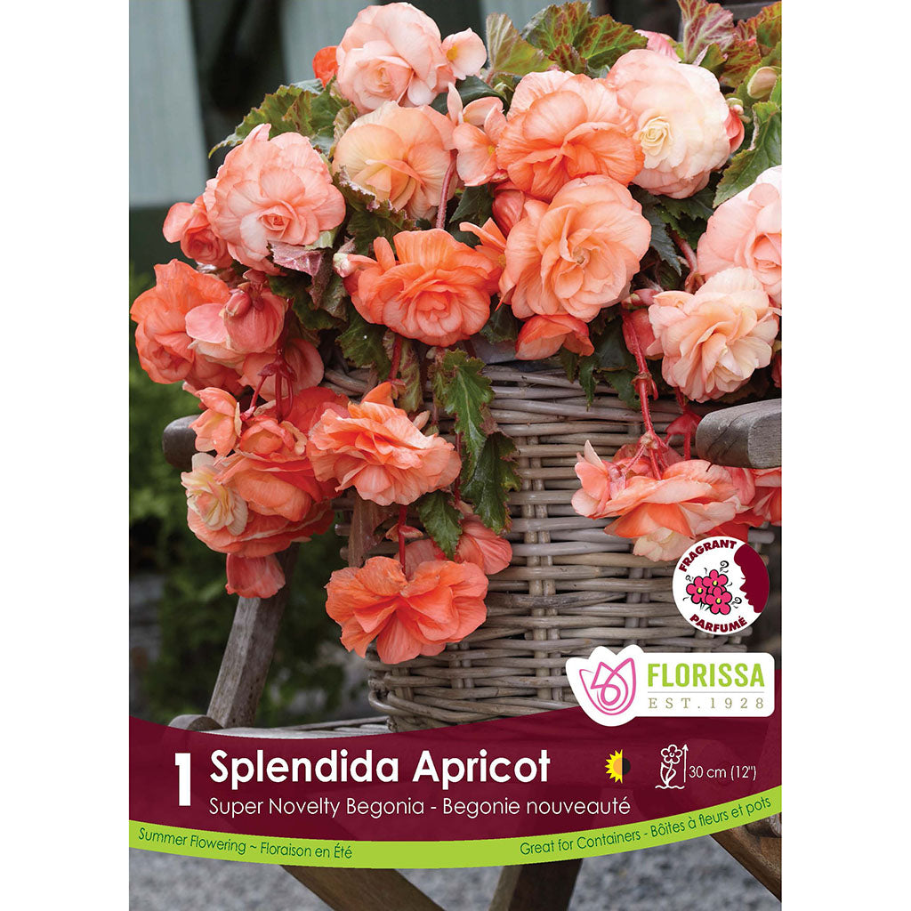 Begonia Bulb - Novelty Splendide Apricot 1/Pkg