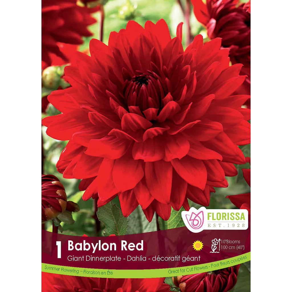 Dinnerplate Dahlia Babylon Red 1/PK