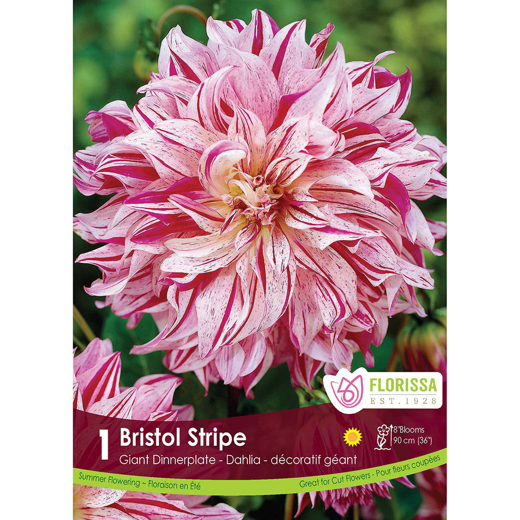 Dinnerplate Dahlia Bristol Strpe 1/PK