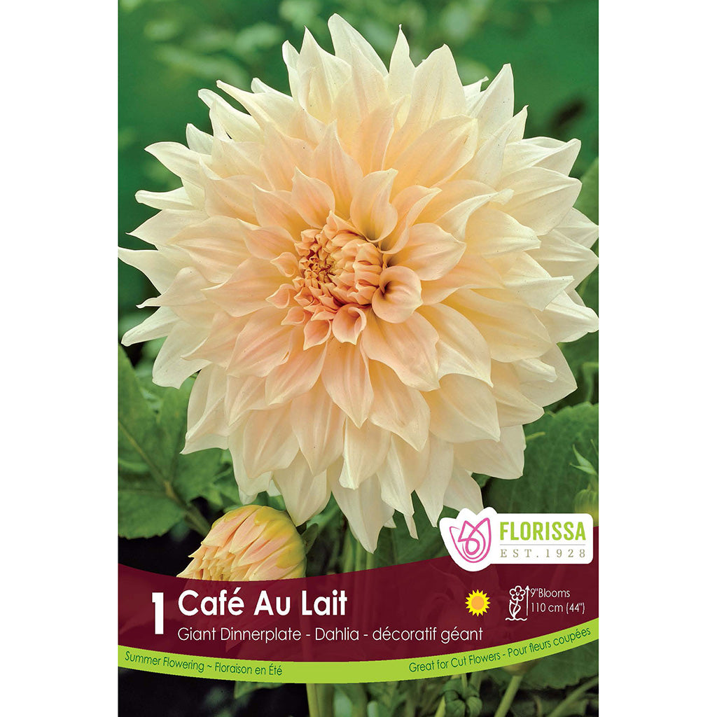 dinnerplate dahlia seeds Dinnerplate Dahlia Cafe Au Lait 1/PK