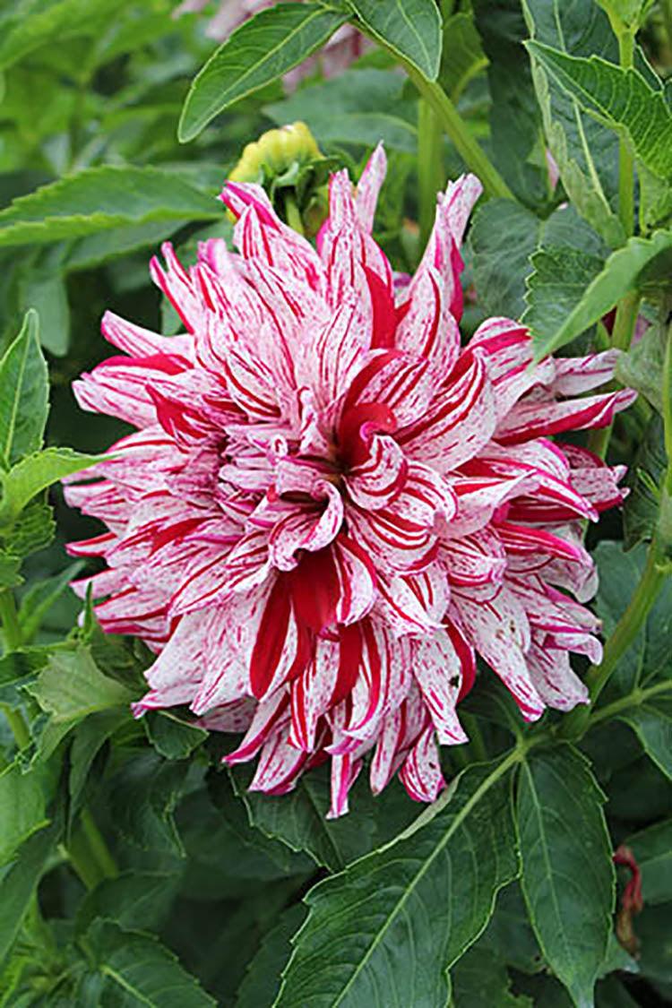 Dinnerplate Dahlia Ferncliff III 1/PK - Sheridan Nurseries