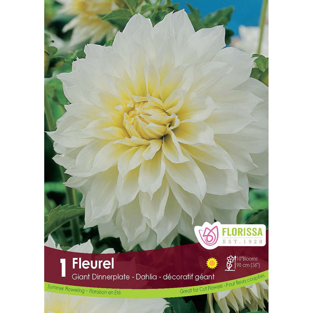 Dinnerplate Dahlia Fleurel 1/PK