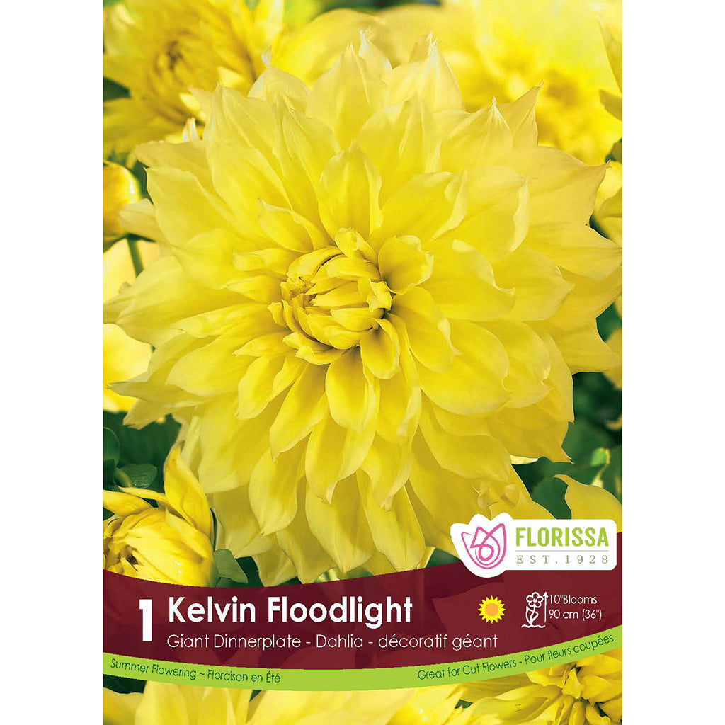 Dinnerplate Dahlia Kelvin Floodl 1/PK