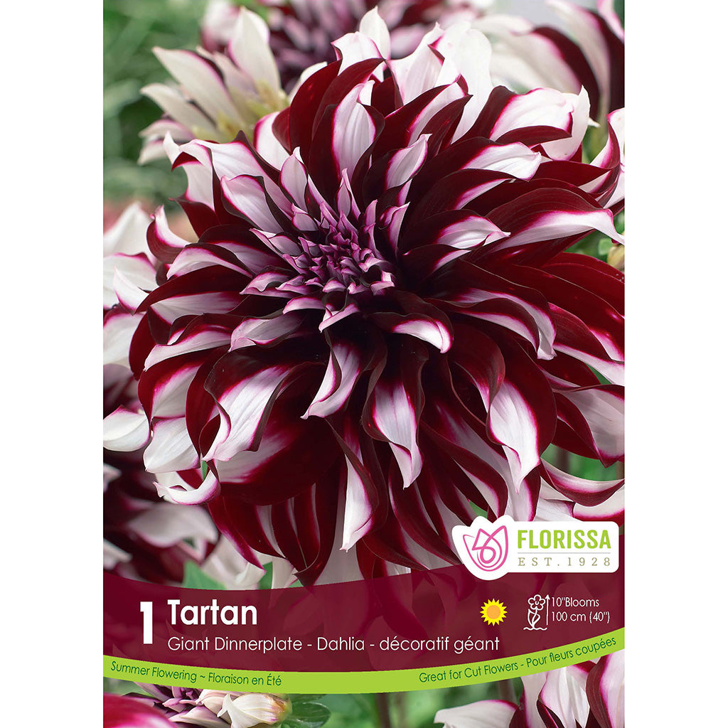 Dinnerplate Dahlia Tartan 1/PK