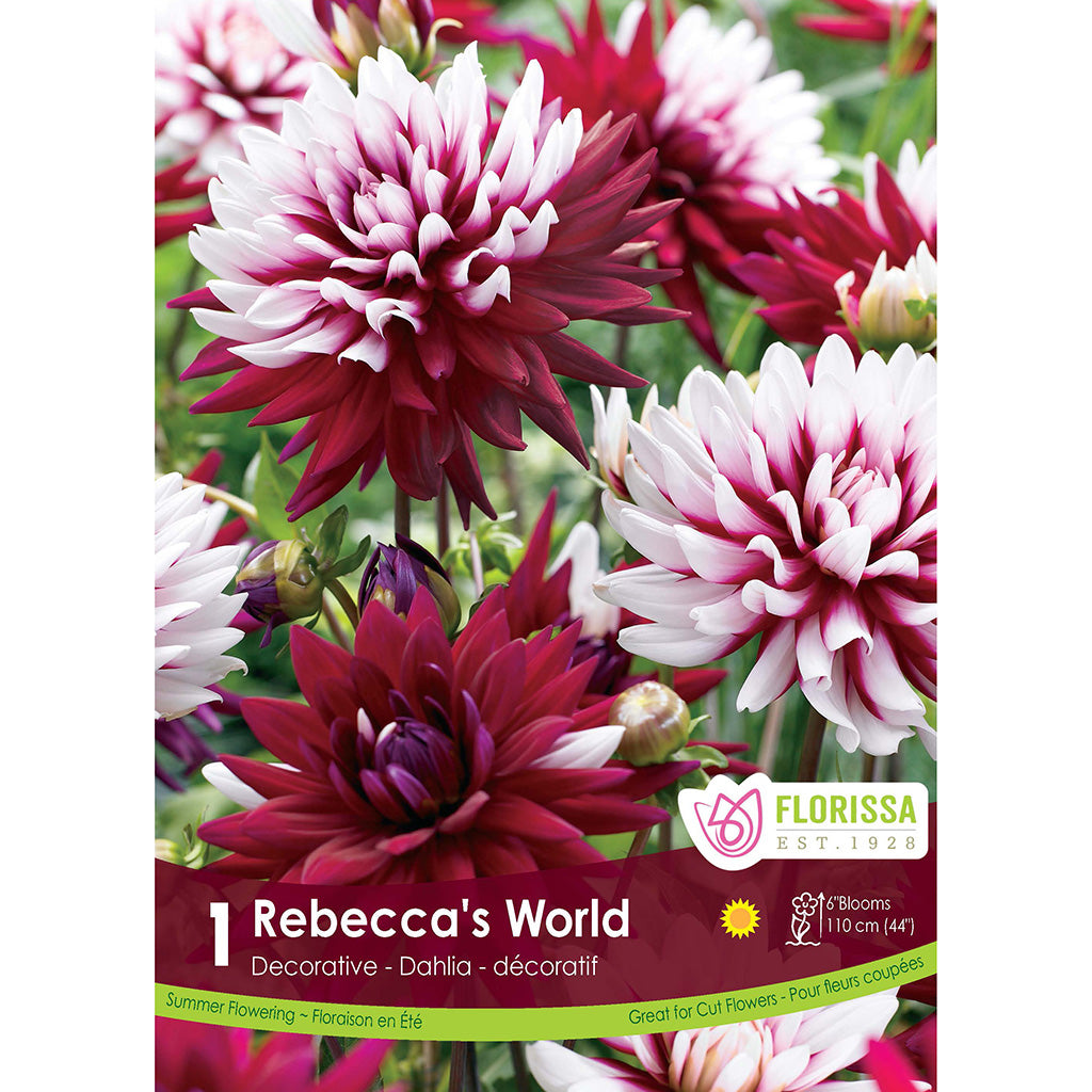 Decor Dahlia Rebecca's World 1/PK