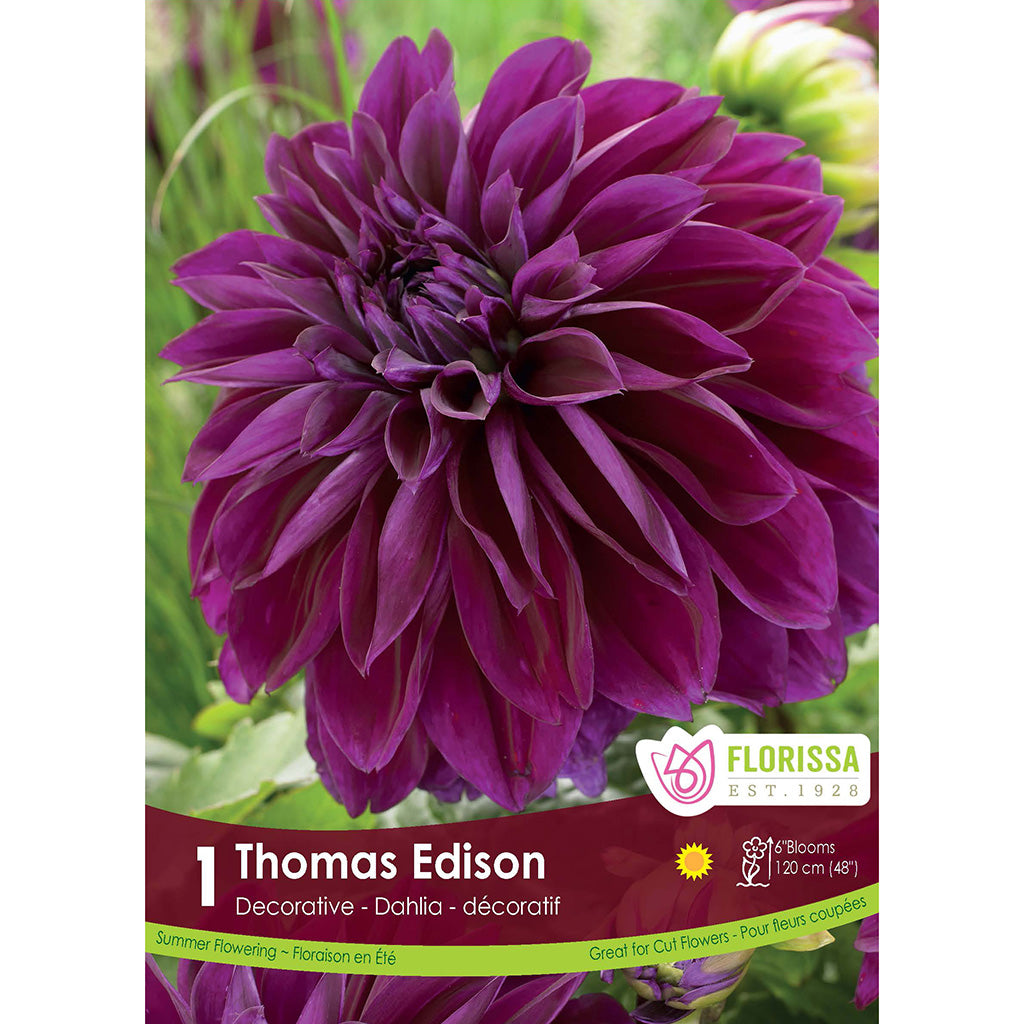 Decor Dahlia Thomas Edison 1/PK