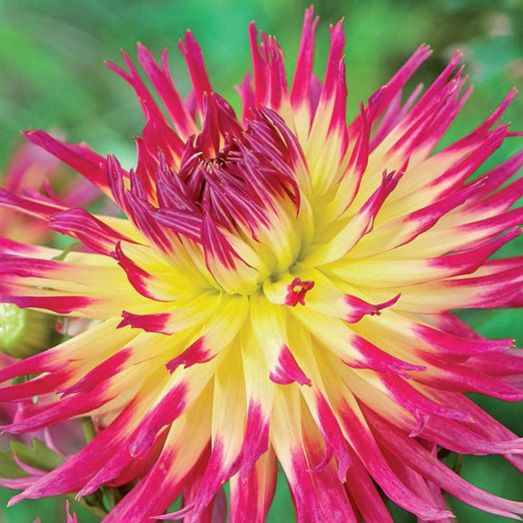 Giant Fringe Dahlia Lindsay Mi 1/PK