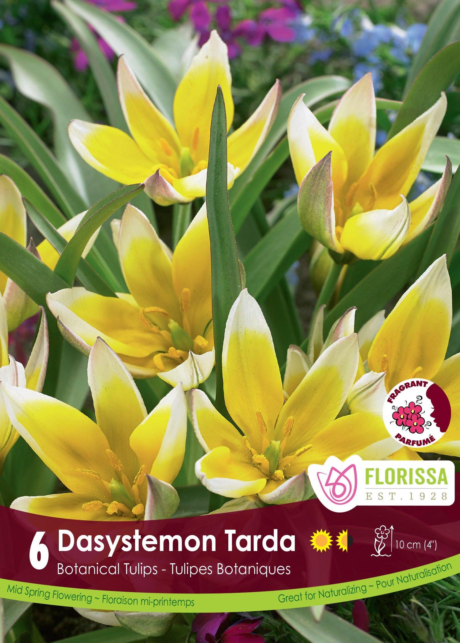 Tulip-Dasystemon Tarda