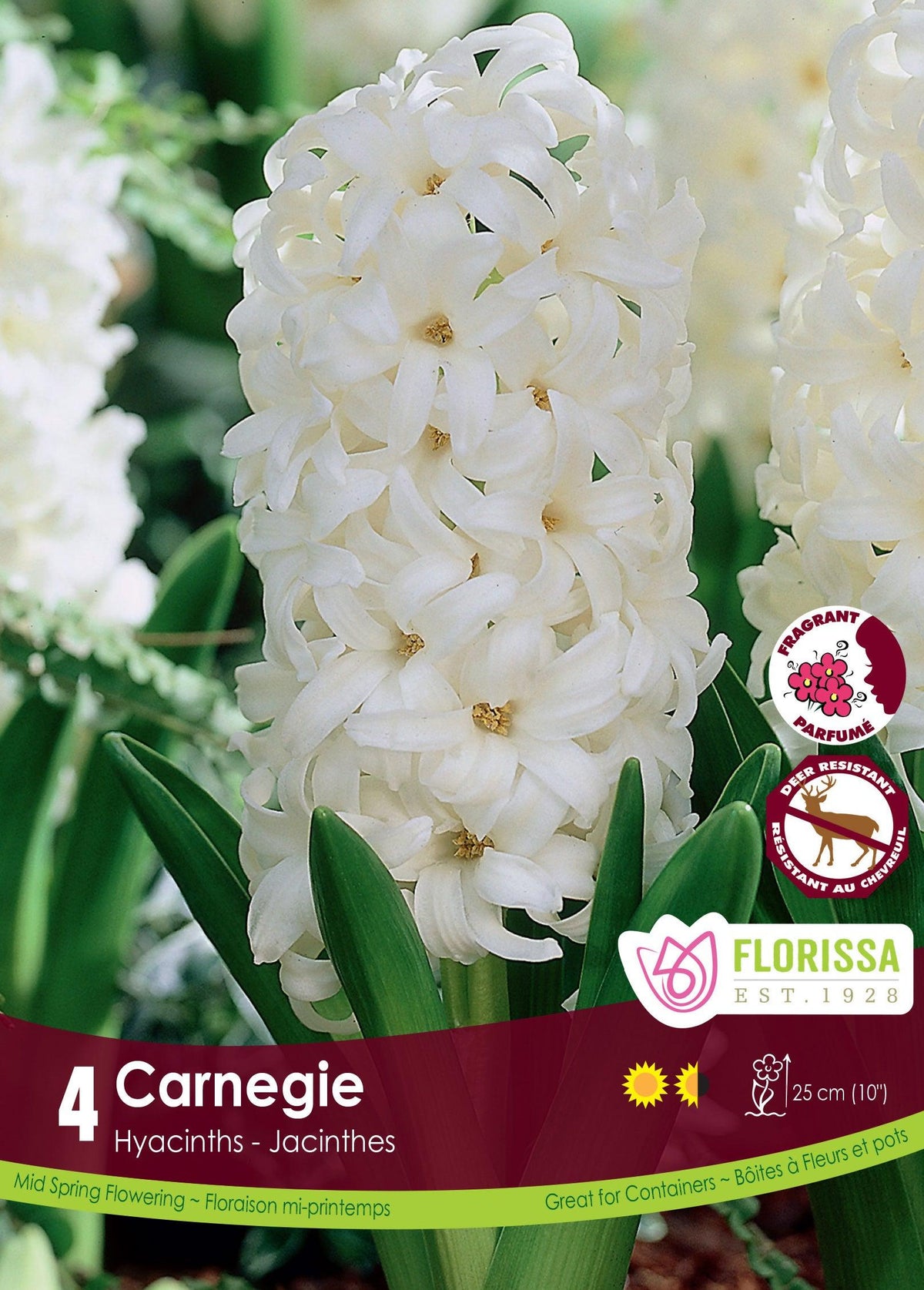 Hyacinth-Carnegie