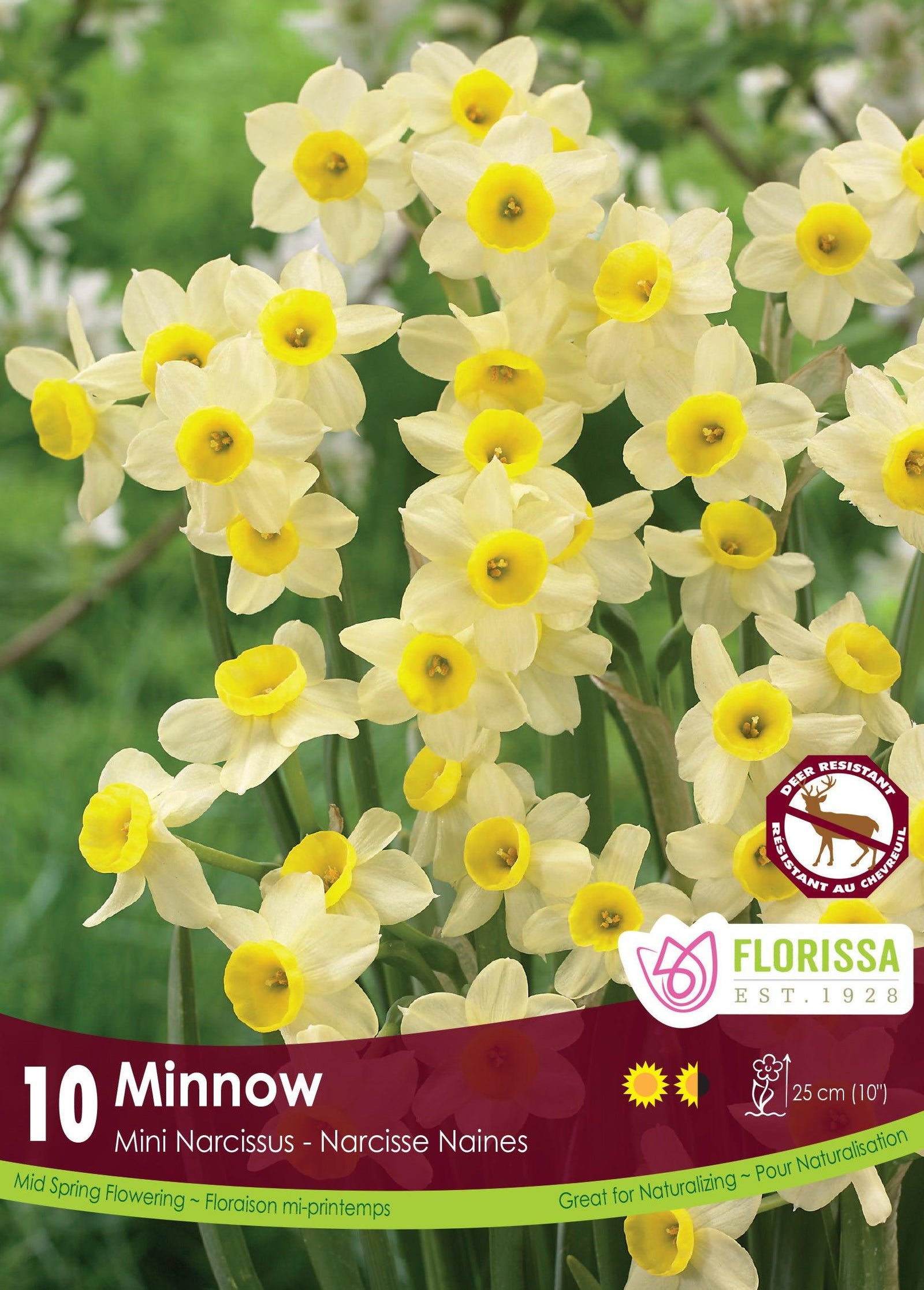 Narcissi-Minnow