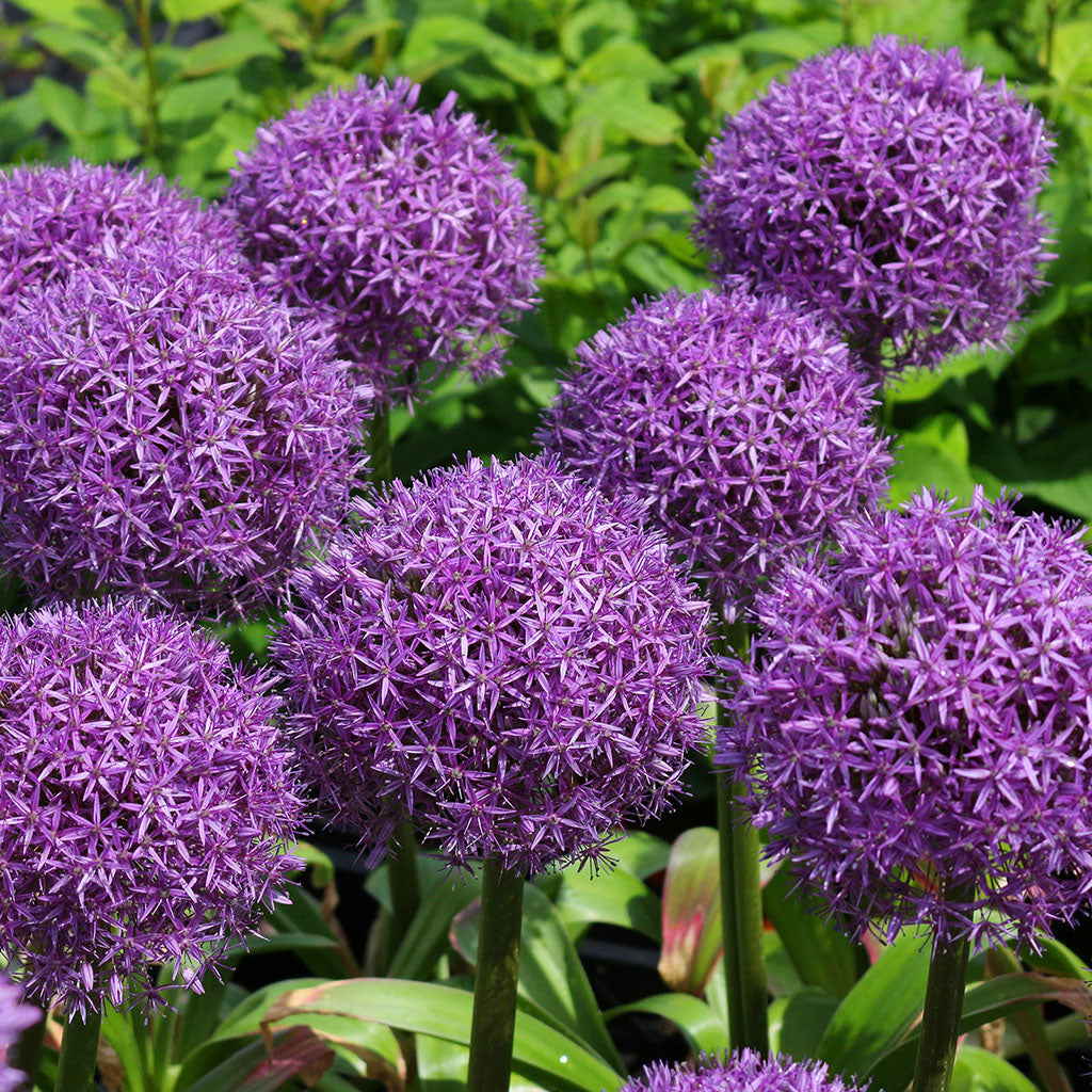 Allium Giganteum 1/Pkg