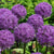 Allium Giganteum 1/Pkg