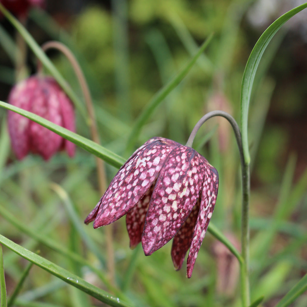 Fritillaria-Meleagris