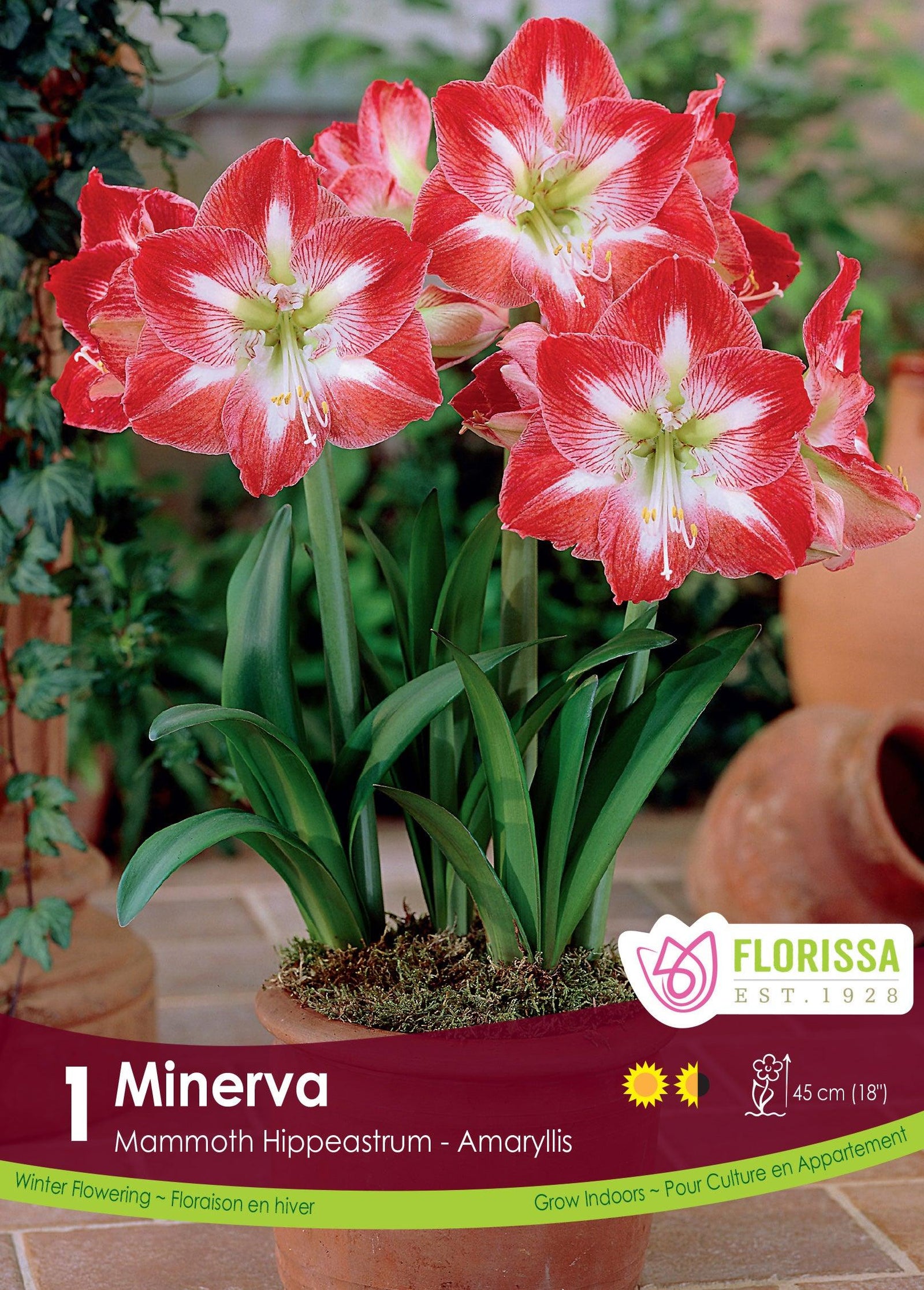 Amaryllis Mammoth Minerva 1/Pkg