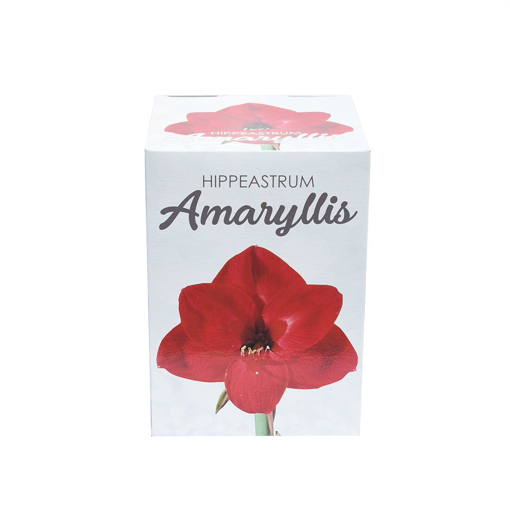 Amaryllis Bulb Kit