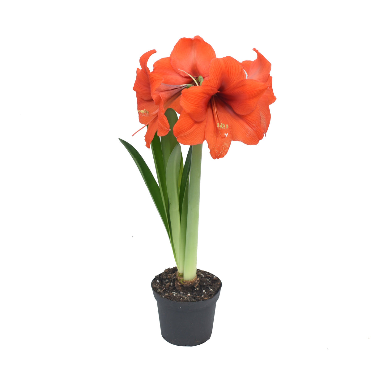 Amaryllis 6&quot;