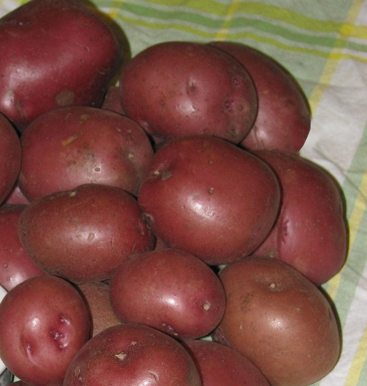 Potato- Red Viking 2KG