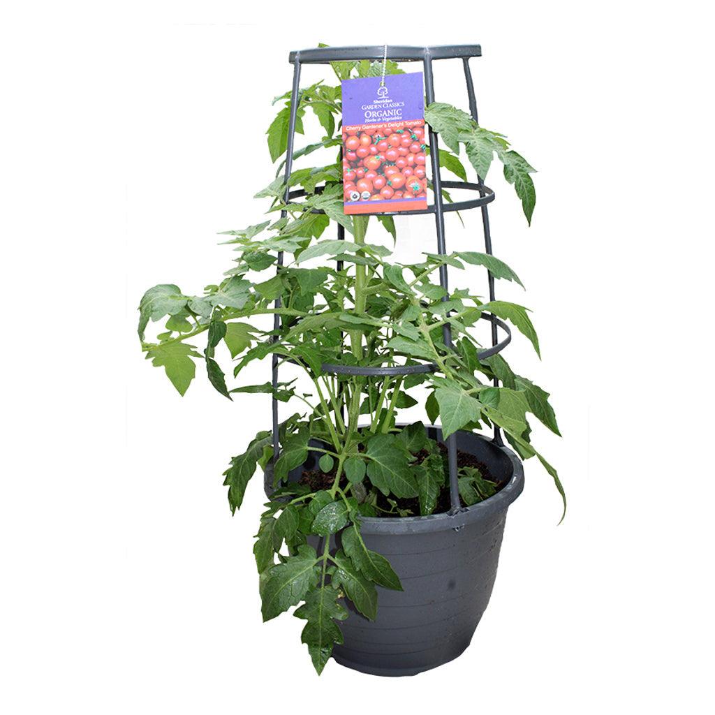 Organic Tomato Cherry Caged