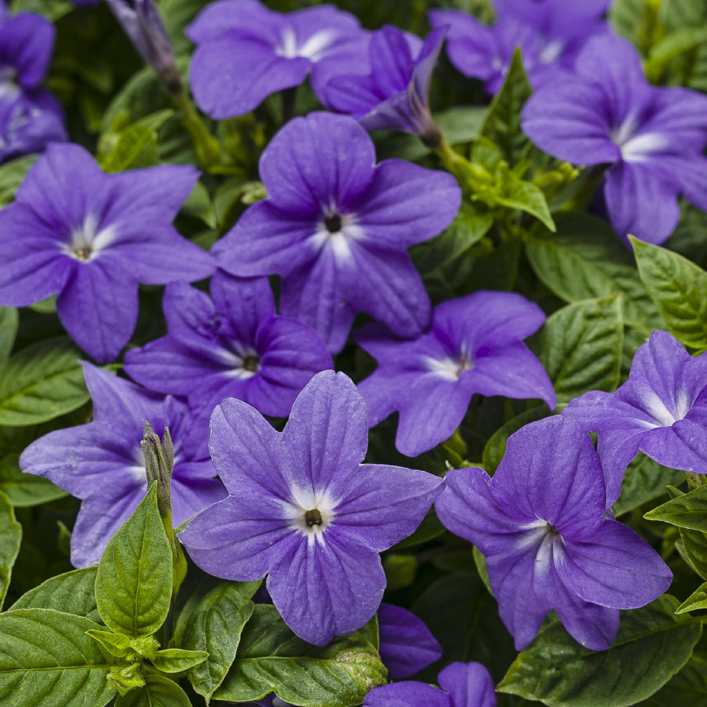 Proven Winners Endless™ Illumination