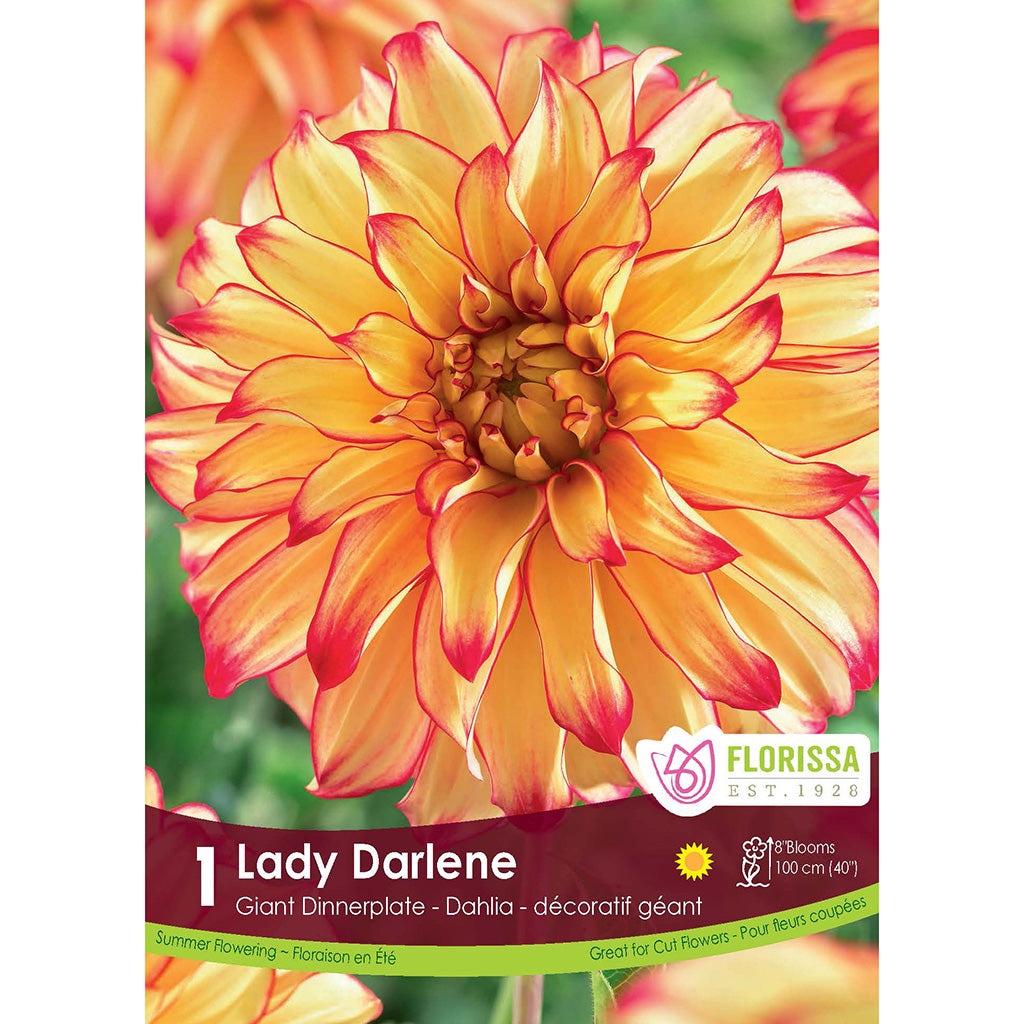 Dinnerplate Dahlia Lady Darlene 1/PK