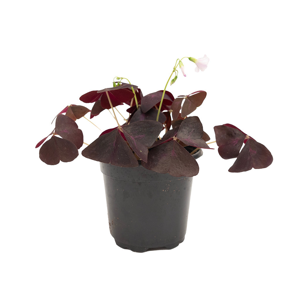 Oxalis - Red 4"