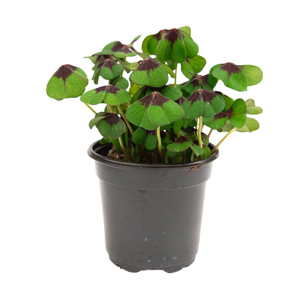 Oxalis 'Iron Cross' 4"